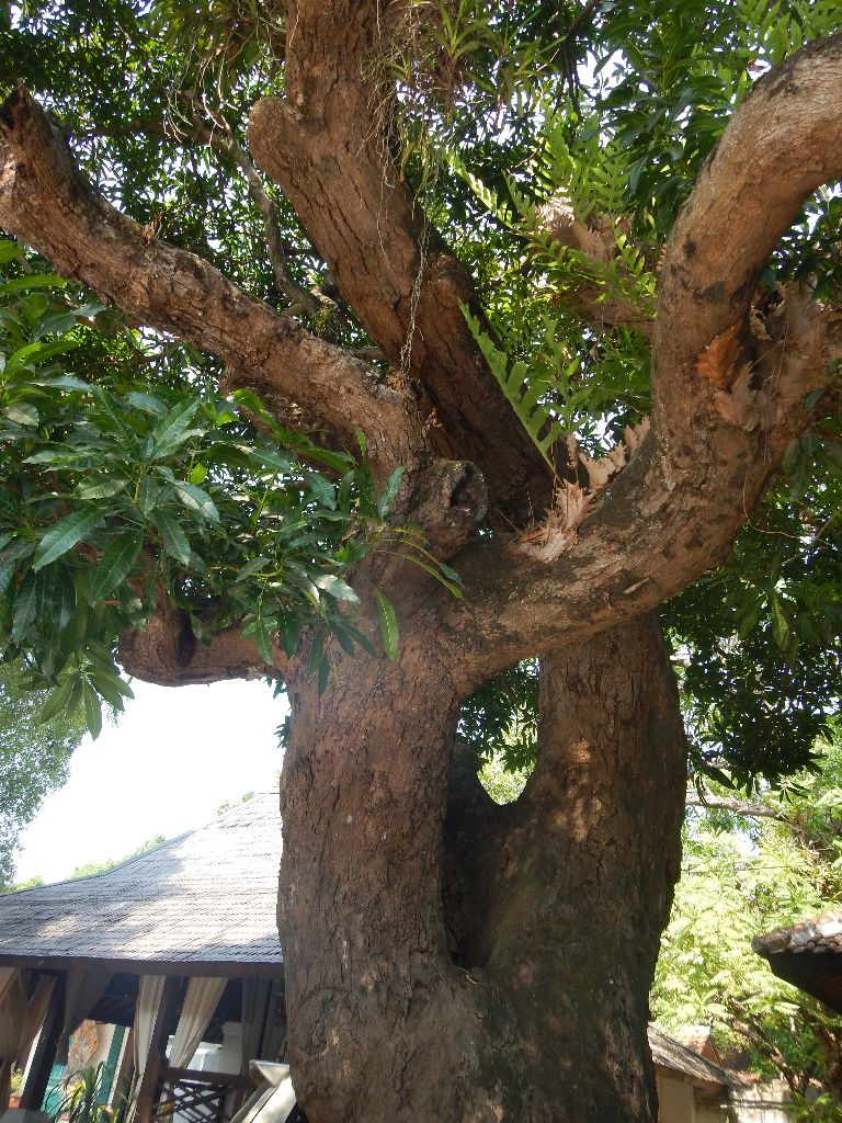 Pohon Ajaib yang dipercaya berasal dari dimensi lain